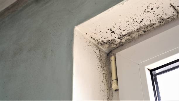 Stone Ridge, NY Mold Removal Company
