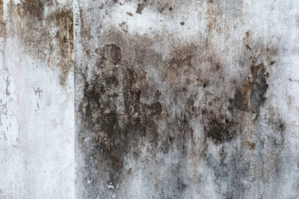 Best Basement Mold Removal  in Stone Ridge, NY