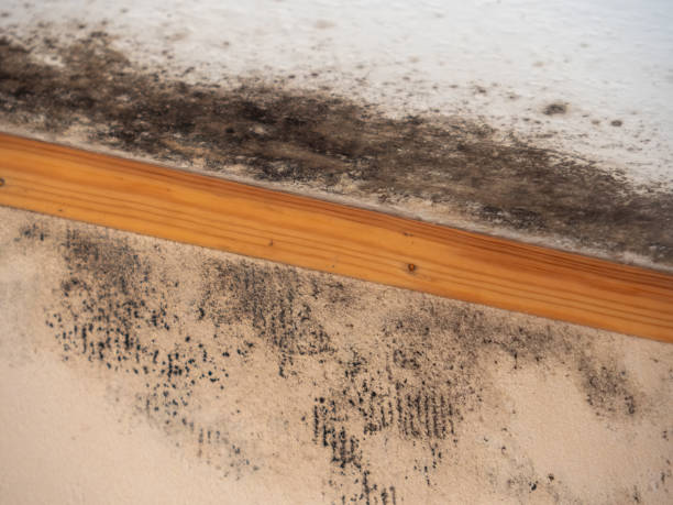 Best Residential Mold Inspection & Testing  in Stone Ridge, NY