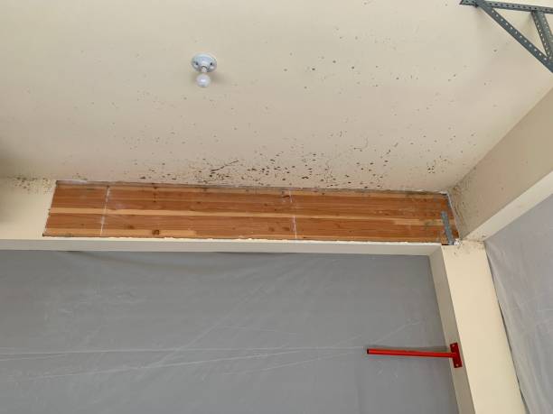 Best Mold-Related Health Consultation  in Stone Ridge, NY