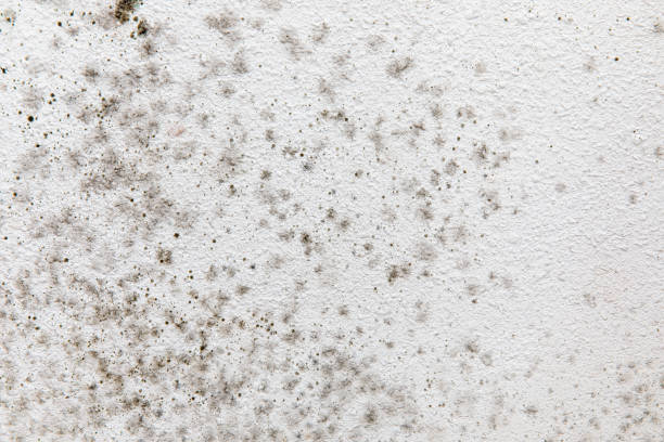 Best Environmental Consulting for Mold Prevention  in Stone Ridge, NY