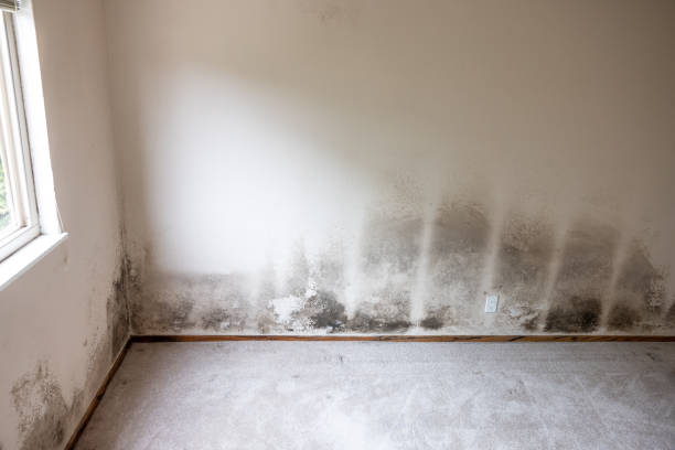 Best HVAC Mold Inspection and Cleaning  in Stone Ridge, NY