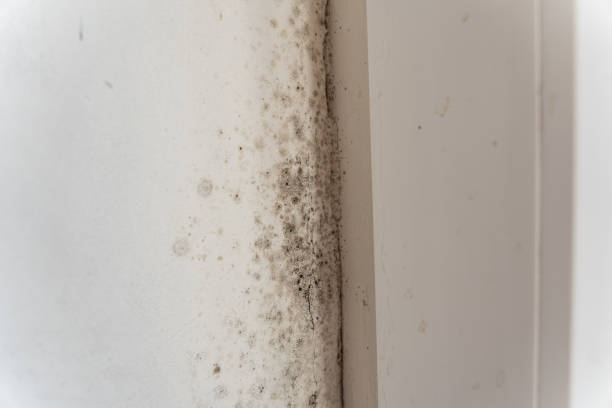 Best Mold Removal for HVAC Installations  in Stone Ridge, NY